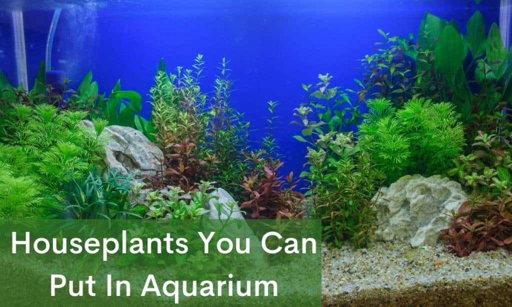 Houseplants You Can Put In Aquarium