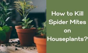 How to Kill Spider Mites on Houseplants? - HousePlantsInfo
