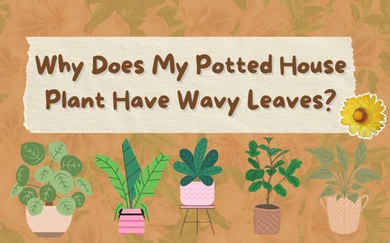 Why Does My Potted House Plant Have Wavy Leaves? - HousePlantsInfo.com