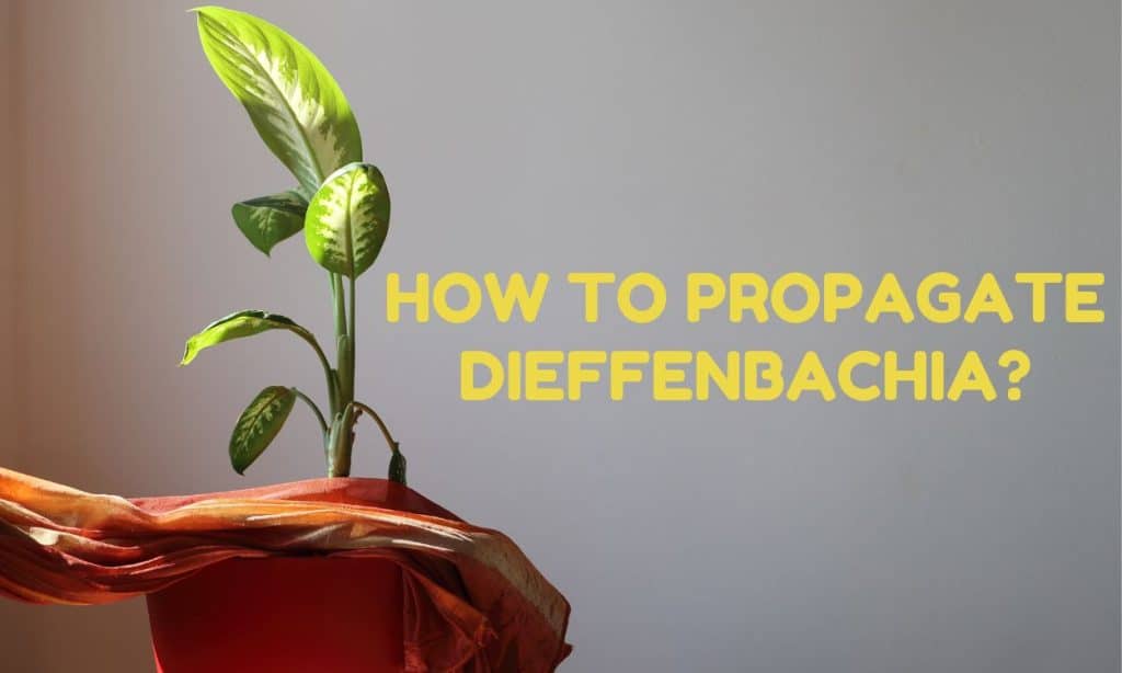 How to Propagate Dieffenbachia? [Complete guide] - HousePlantsInfo.com