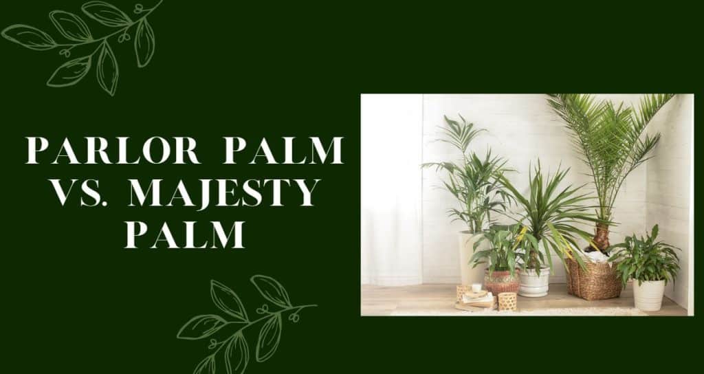 Majesty Palm vs Parlor Palm: Key Differences and Perfect Choice for Your Space