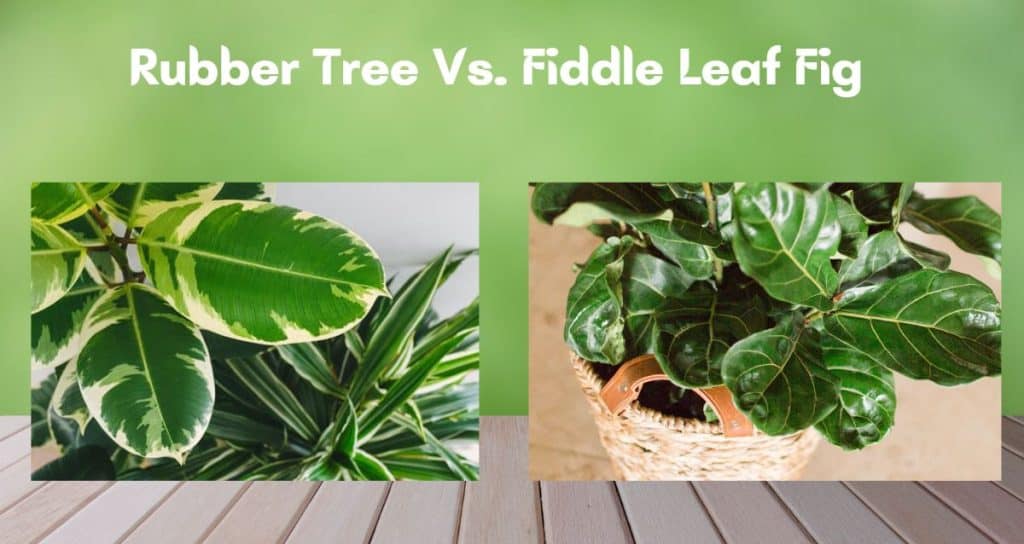 Rubber Tree Vs. Fiddle Leaf Fig [Complete Guide] - HousePlantsInfo.com