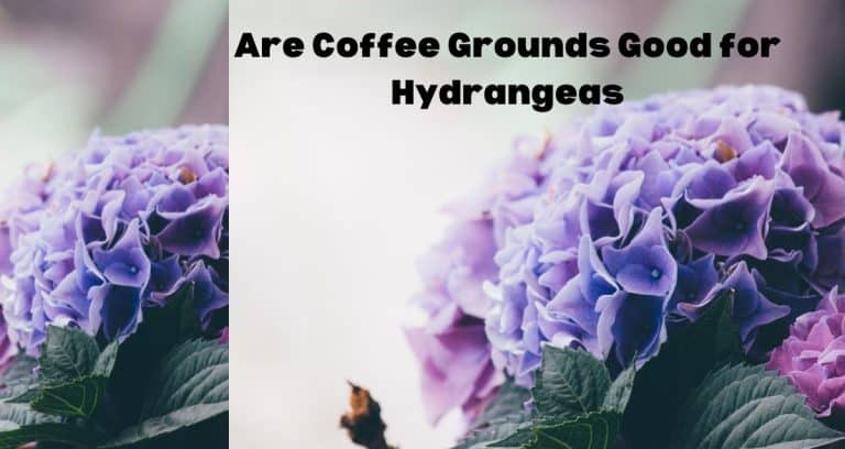 Are Coffee Grounds Good for Hydrangeas? - HousePlantsInfo.com