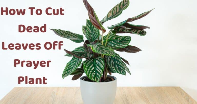 How To Cut Dead Leaves Off Prayer Plant - HousePlantsInfo.com