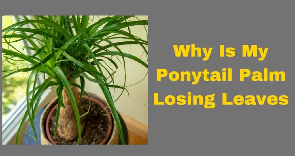 Why Is My Ponytail Palm Losing Leaves? [What to Do]