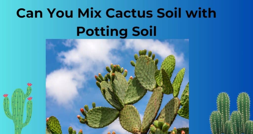 Can You Mix Cactus Soil with Potting Soil? - HousePlantsInfo.com
