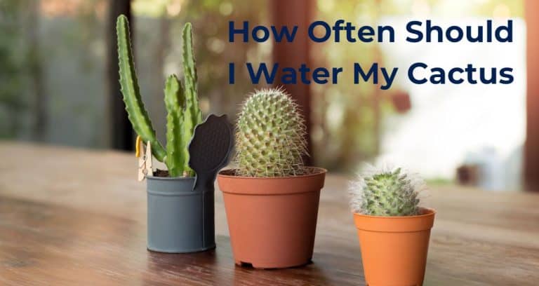 How Often Should I Water My Cactus? - HousePlantsInfo.com