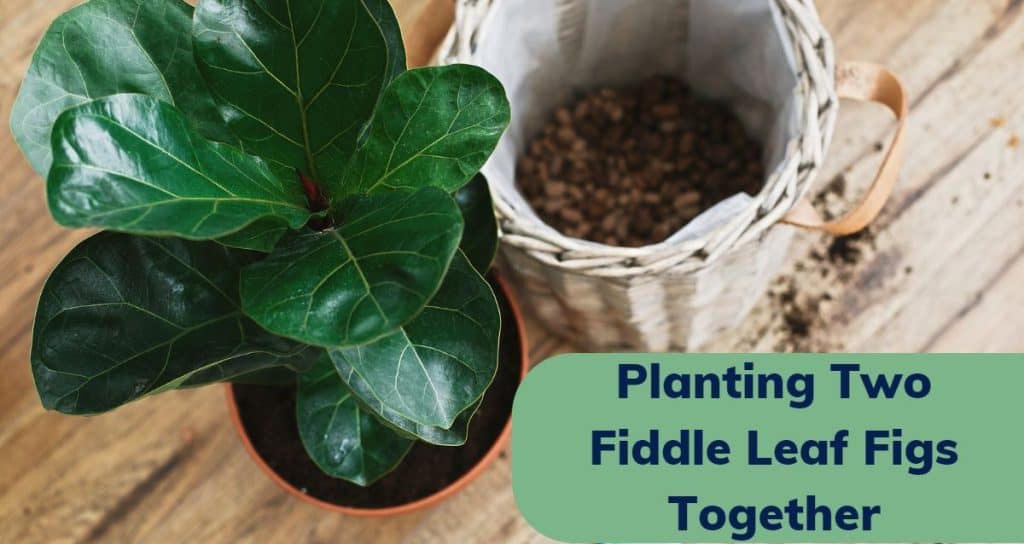 Two Fiddles Planting Two Fiddle Leaf Figs Together - HousePlantsInfo.com