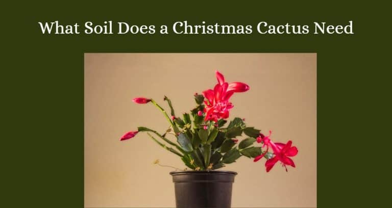 What Soil Does a Christmas Cactus Need? [Complete Guide ...