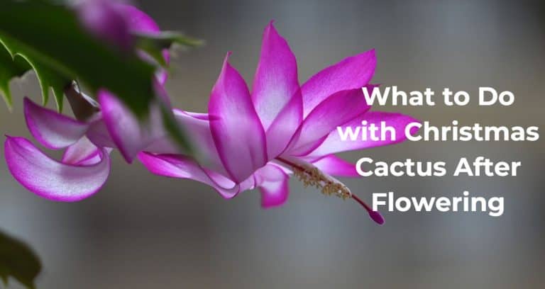 What to Do with Christmas Cactus After Flowering? - HousePlantsInfo.com