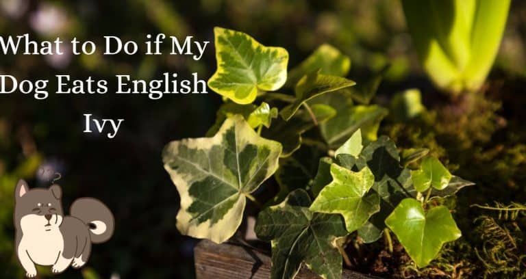 Curated visual reference: Visual Reference: What To Do If My Dog Eats English Ivy